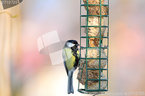 Image of great tit hanging on fat feeder