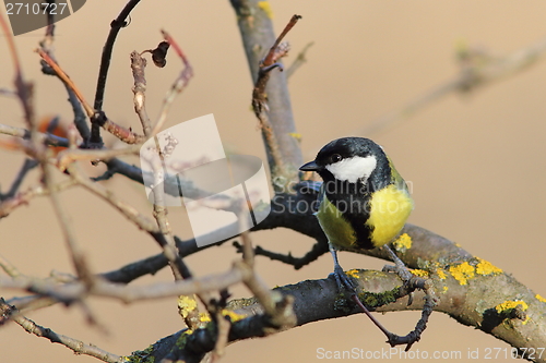 Image of great tit perched on twig