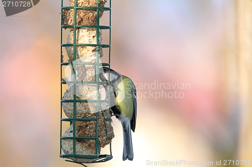 Image of great tit grabbing lard from feeder