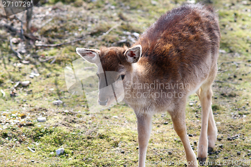 Image of fallow deer calf