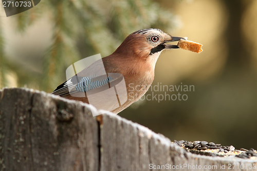 Image of european jay eating bread