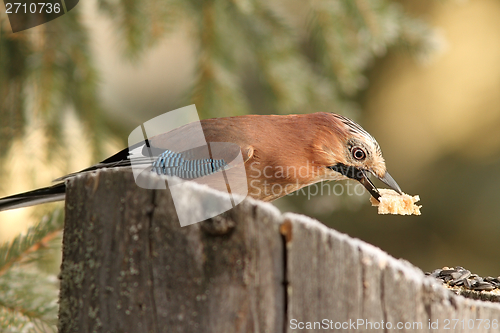 Image of jay has grabbed the food