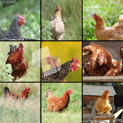 Image of images of hens and roosters