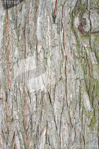 Image of larch textured bark