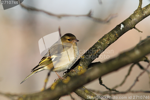 Image of female fringilla coelebs in the garden