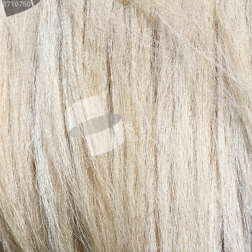 Image of pony white mane