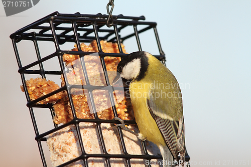 Image of parus major feeding on lard