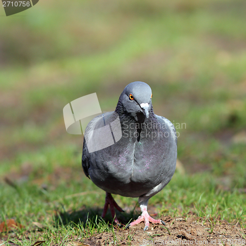 Image of male pigeon walking in the park