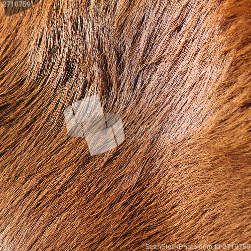 Image of detail of horse fur