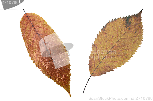 Image of abstract grungy faded leaves