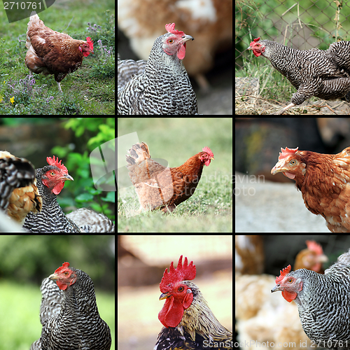 Image of livestock images form the farm