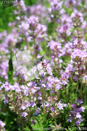 Image of insect on wild flower