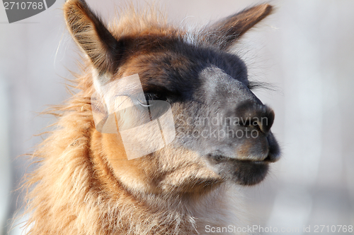 Image of llama closeup