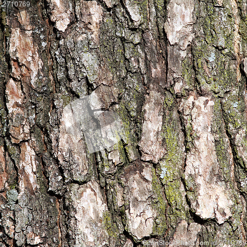 Image of old oak bark