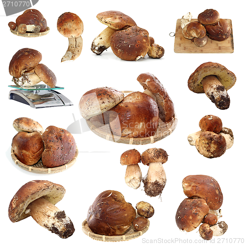 Image of collection of fungi porcini ready for cooking