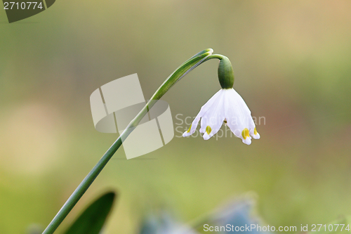 Image of closeup of snowdrop in spring