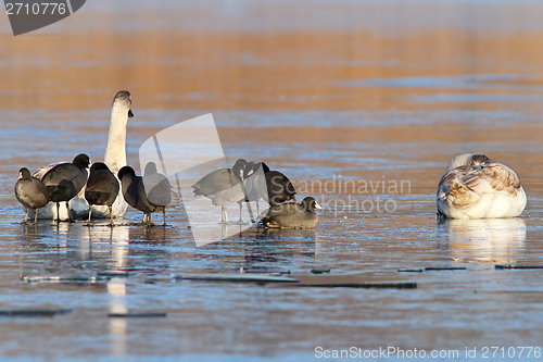 Image of coots and swans on frozen waters