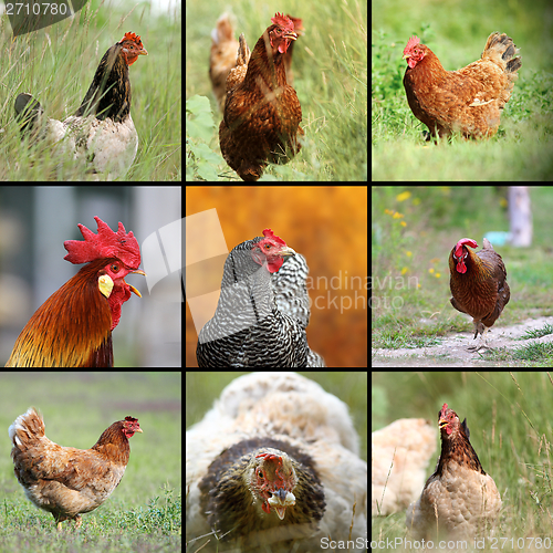 Image of images of farm birds