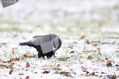 Image of black crow foraging in a winter day