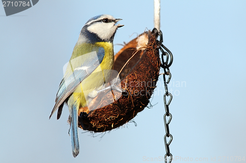 Image of small garden bird on feeder