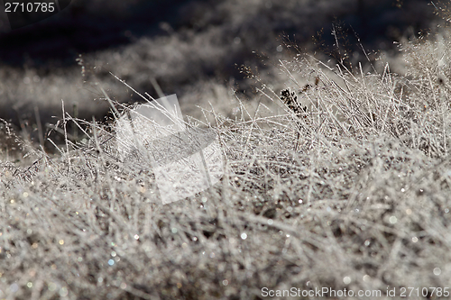 Image of rime on wild meadow