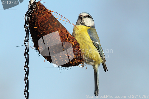 Image of parus caeruleus feeding on coconut with lard