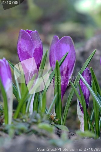 Image of purple cultivated saffron