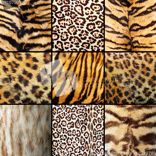 Image of collection of wild cats fur