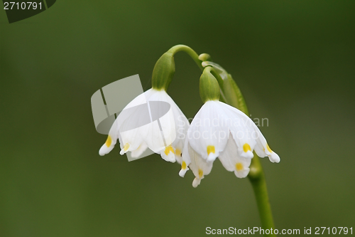 Image of spring snowflakes