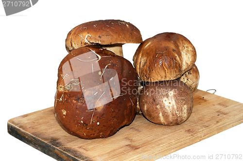 Image of mushroom gathered from the forest ready for cooking