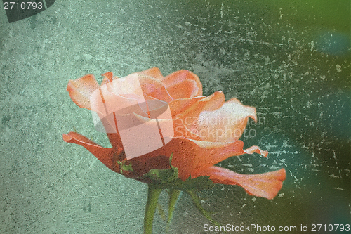 Image of abstract distressed view of red rose