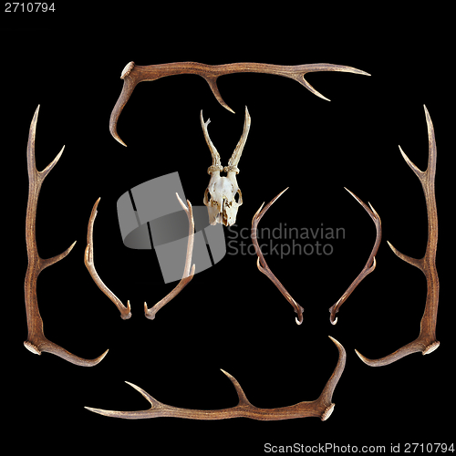 Image of deer hunting trophies on dark background