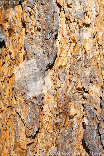 Image of colorful old pine bark