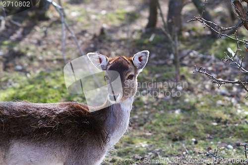 Image of fallow deer doe portrait