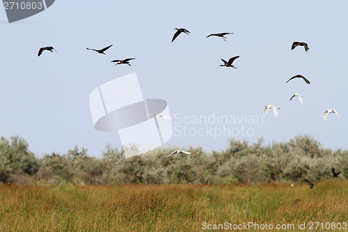 Image of flock of wild birds in danube delta