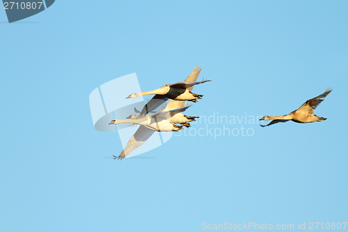 Image of mute swans family in flight