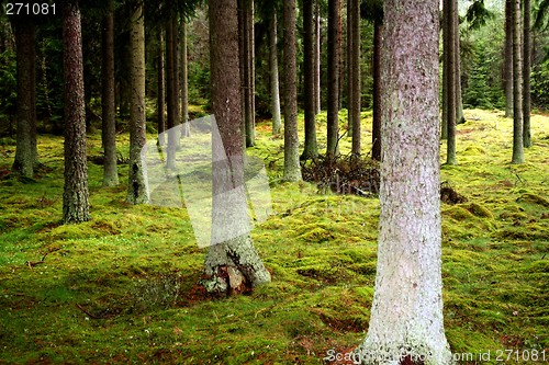 Image of lost in the forrest