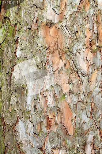 Image of larix decidua bark detail