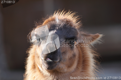 Image of spitting llama head
