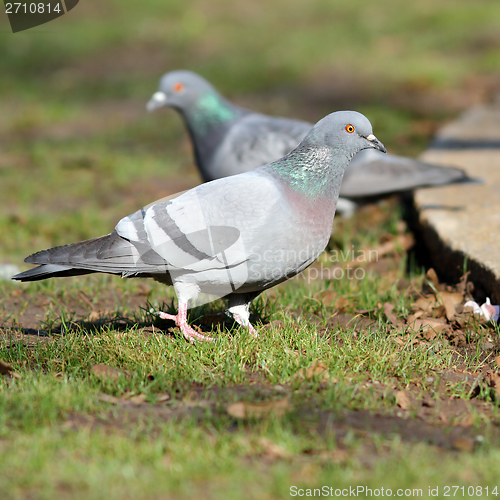 Image of pigeon on lawn in the park