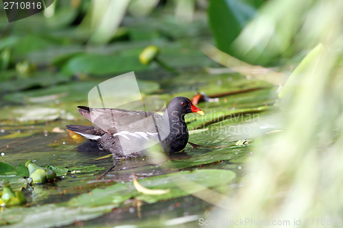 Image of female common moorhen