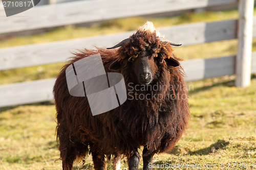 Image of brown sheep