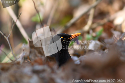 Image of male common blackbird hiding