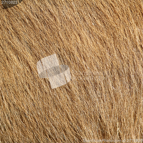 Image of beige pony textured hair