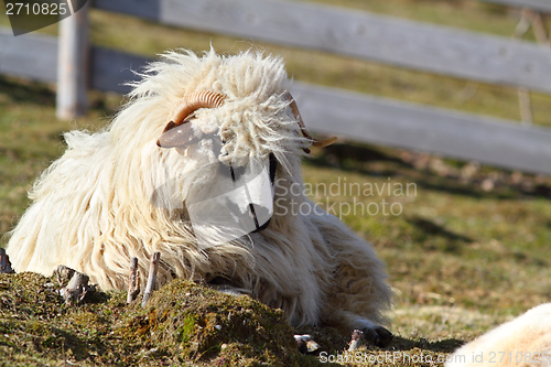 Image of lazy white ram