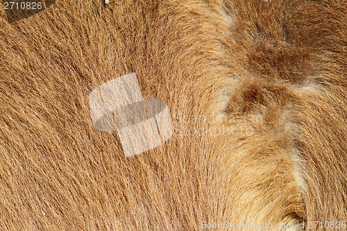 Image of pony beige fur