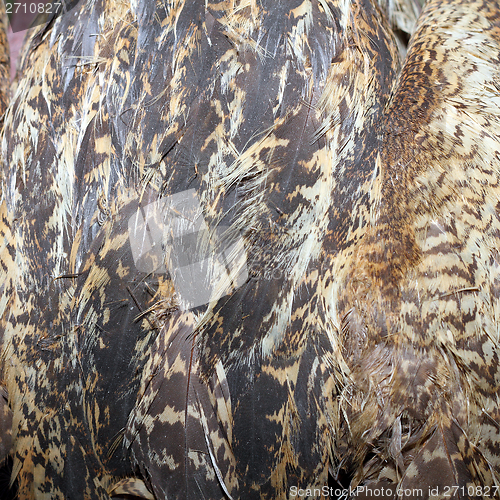 Image of bittern plumage