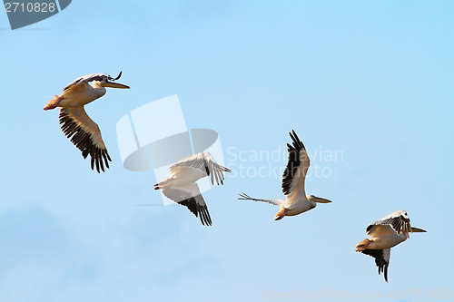 Image of flock of four pelicans