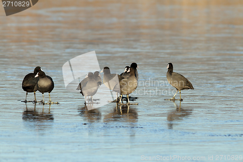 Image of flock of adult coots