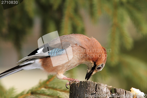 Image of eurasian jay feeding